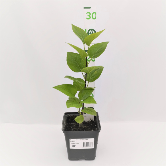 Сирень Анна Шиач (Anne Shiach) купить с доставкой