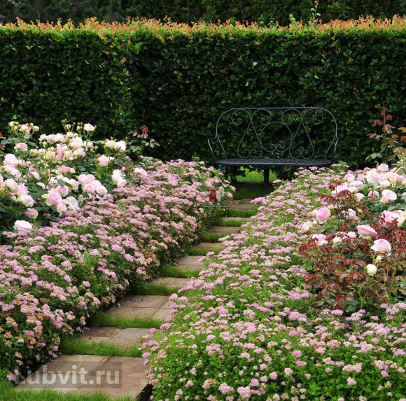 Спирея Манон (Manon) купить с доставкой