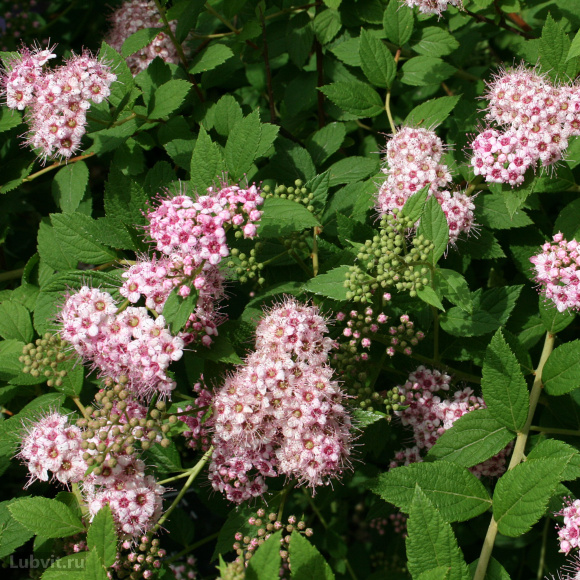 Спирея Манон (Manon) купить с доставкой