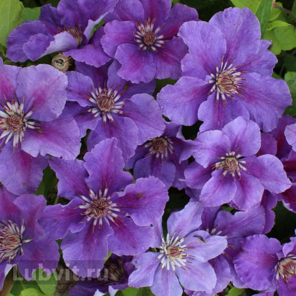 Клематис Ашва (Ashva) купить с доставкой