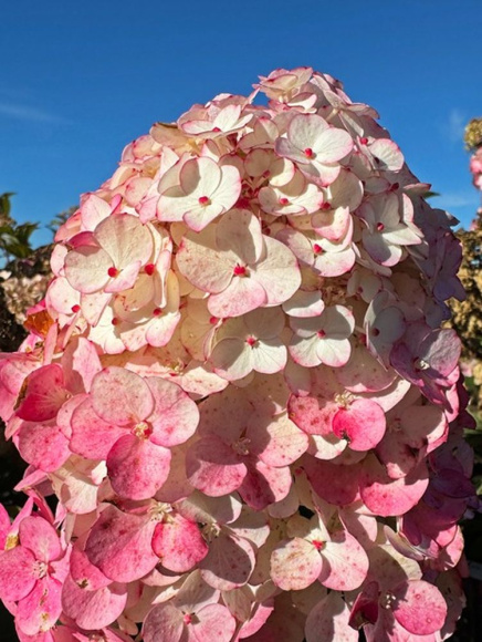 Гортензия Самарская Лидия (Rensam, Framboisine) метельчатая купить с доставкой