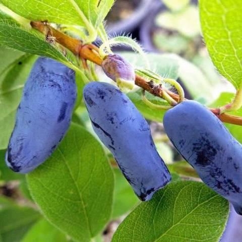 Жимолость Гордость Бакчара купить с доставкой