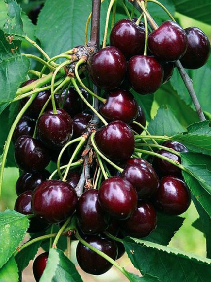 Дюки Кормилица купить с доставкой