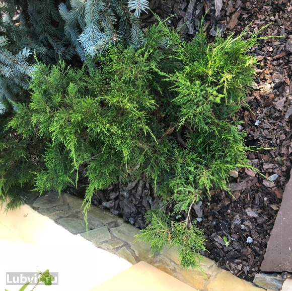 Можжевельник Кнап Хилл (Knap Hill) купить с доставкой