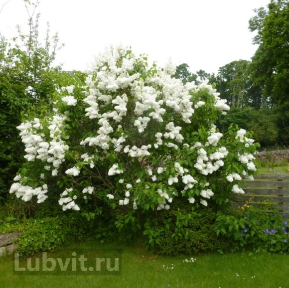 Сирень Жанна дАрк (Jeanne d'Arc) купить с доставкой