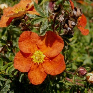 Лапчатка Ред Айс (Red Ace)