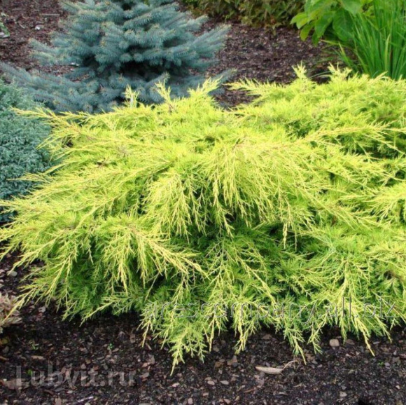 Можжевельник Олд Голд (Old Gold) купить с доставкой