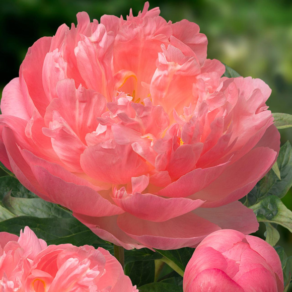 Пион Пинк Гавайан Корал (Pink Hawaiian Coral) купить с доставкой