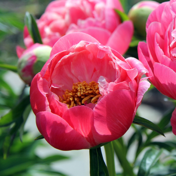 Пион Пинк Гавайан Корал (Pink Hawaiian Coral) купить с доставкой