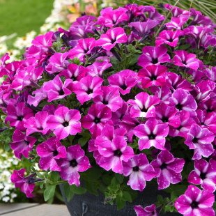 Петуния вегетативная Циркус Скай (Circus sky)