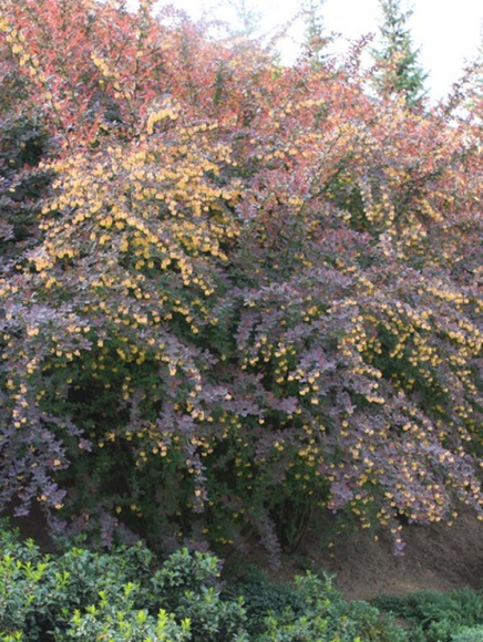 Барбарис Суперба (Superba) купить с доставкой