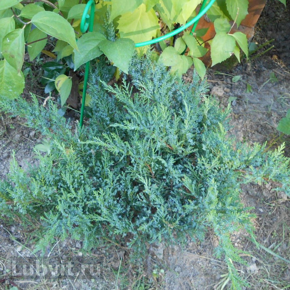 Можжевельник Там Но Блайт (Tam No Blight) купить с доставкой