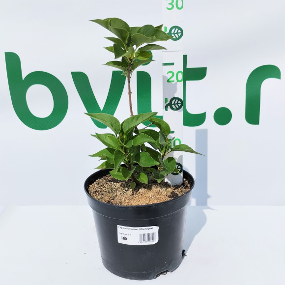 Сирень Монтень (Montaigne) купить с доставкой