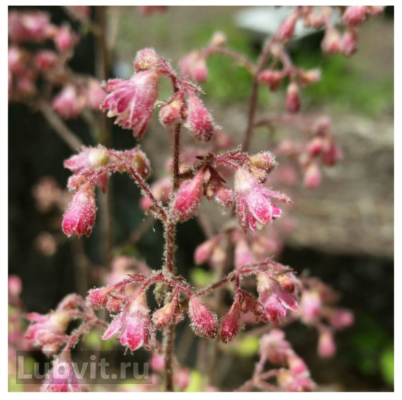 Гейхера Циркус (Circus) купить с доставкой