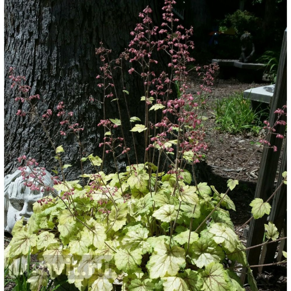 Гейхера Циркус (Circus) купить с доставкой