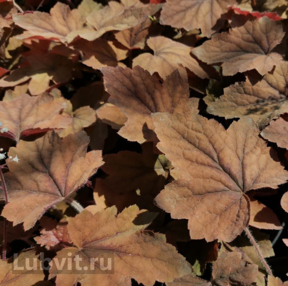 Гейхера Биг Бронз (Big Bronze) купить с доставкой