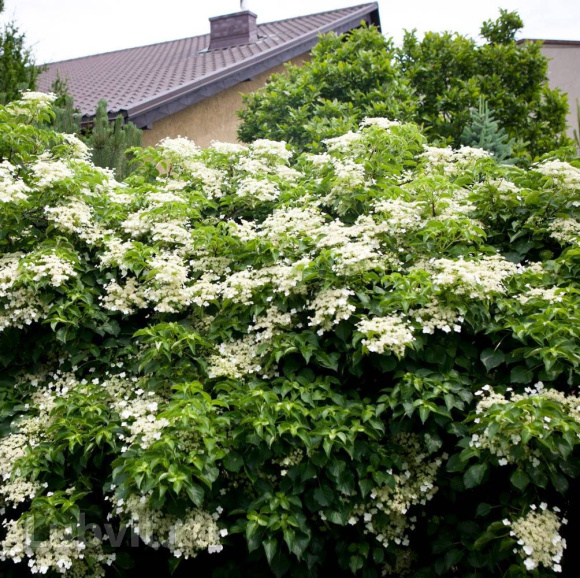 Гортензия Винтер Сюрпрайз (Winter Surprise) черешковая купить с доставкой