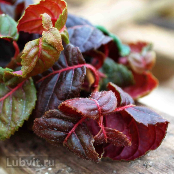 Гортензия Винтер Сюрпрайз (Winter Surprise) черешковая купить с доставкой