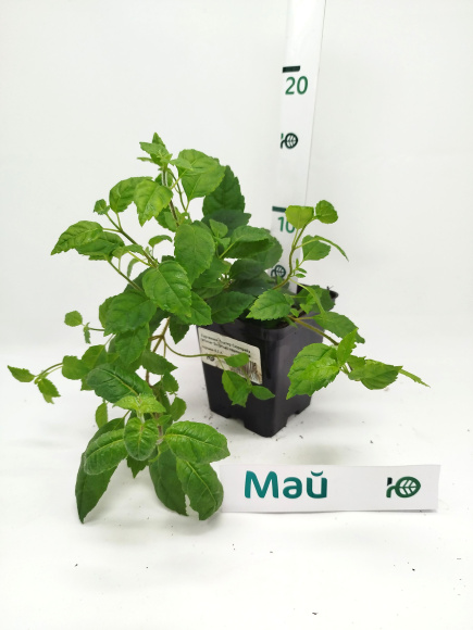 Гортензия Винтер Сюрпрайз (Winter Surprise) черешковая купить с доставкой