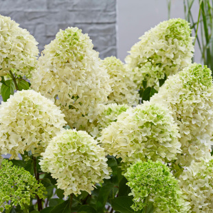 Гортензия Скайфолл (Skyfall) метельчатая