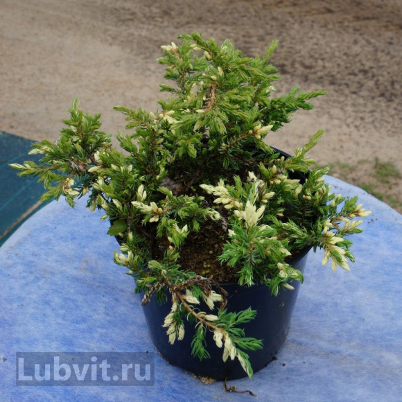 Можжевельник Спотти Спридер (Spotty Spreader) купить с доставкой