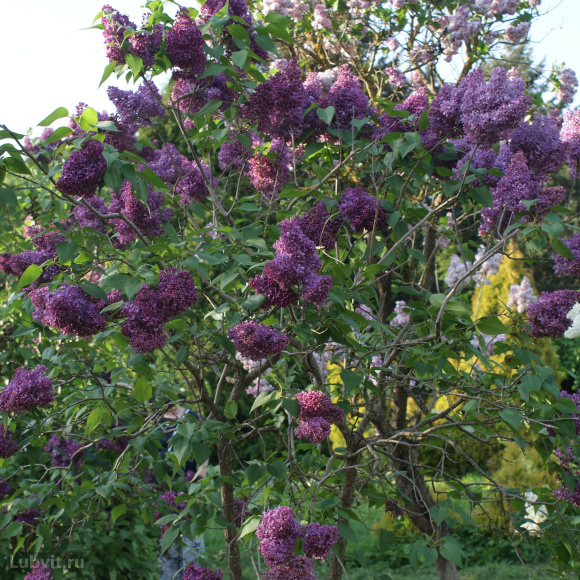 Сирень Радж Капур купить с доставкой