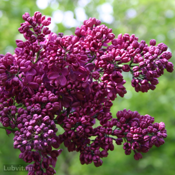 Сирень Радж Капур купить с доставкой