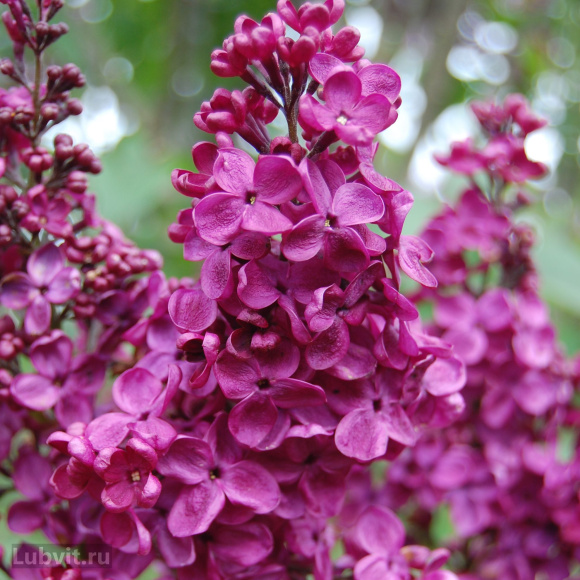 Сирень Радж Капур купить с доставкой