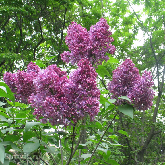 Сирень Радж Капур купить с доставкой