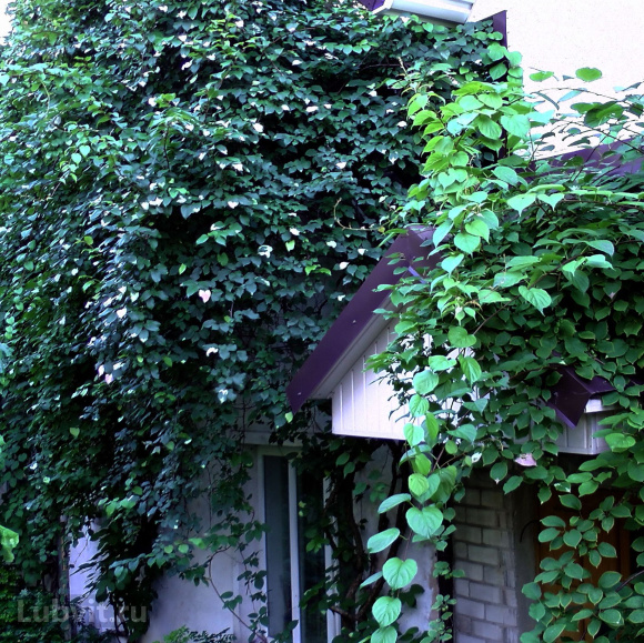 Актинидия коломикта Адам (Adam) купить с доставкой