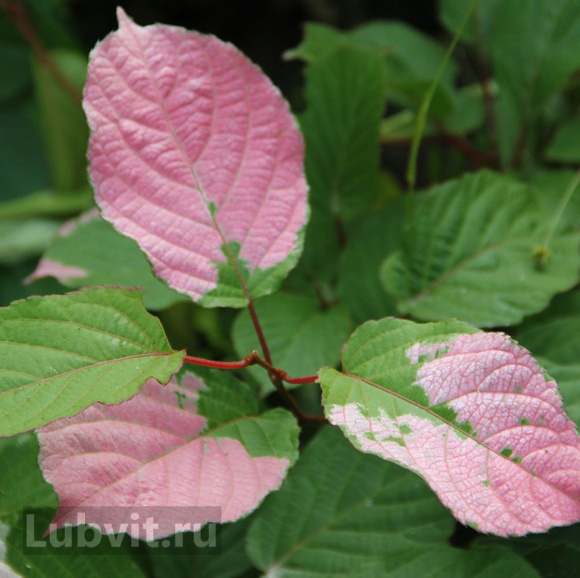 Актинидия коломикта Адам (Adam) купить с доставкой