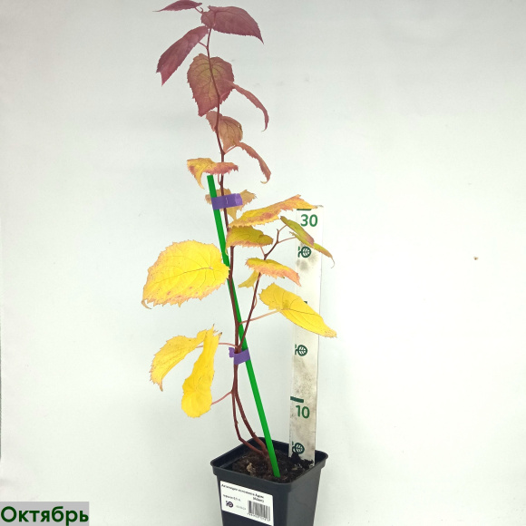 Актинидия коломикта Адам (Adam) купить с доставкой