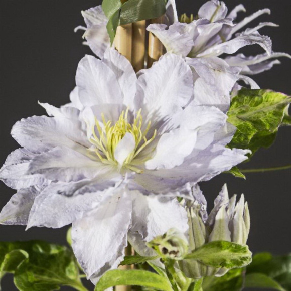 Клематис Денсинг Кинг (Dancing King) купить с доставкой