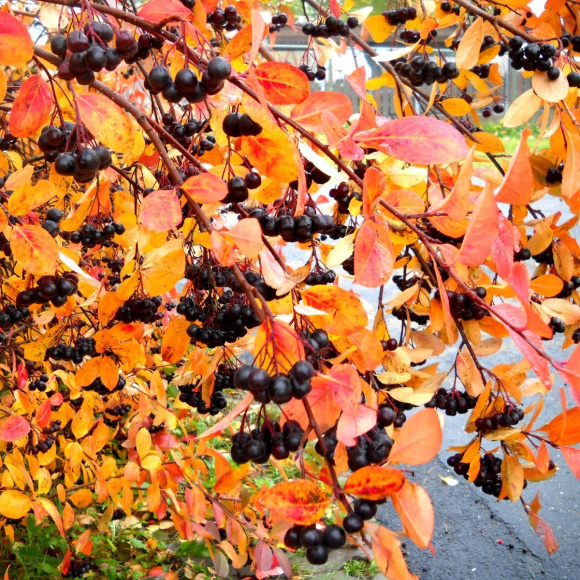 Рябина Черноплодная купить с доставкой