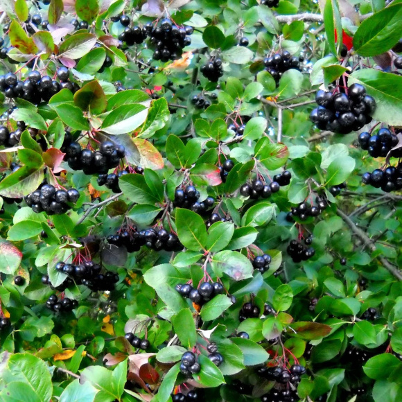 Рябина Черноплодная купить с доставкой