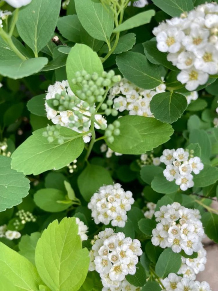 Спирея Тор (Tor) березолистная купить с доставкой