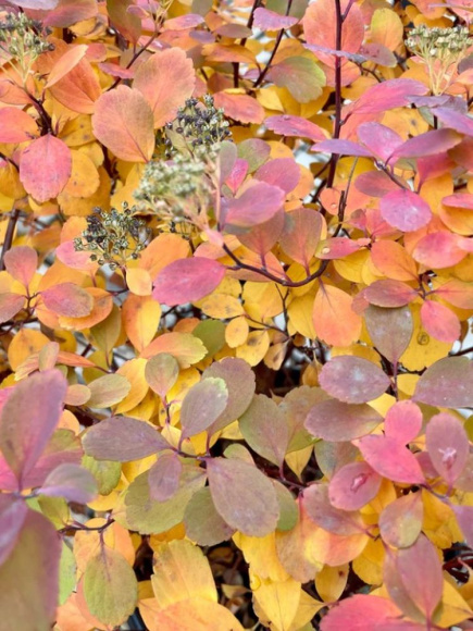 Спирея Тор (Tor) березолистная купить с доставкой