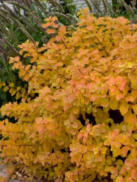 Спирея Тор (Tor) березолистная купить с доставкой