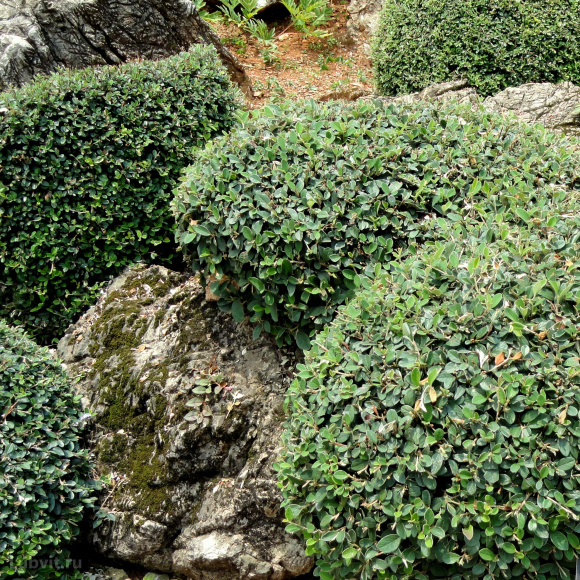 Кизильник блестящий (Cotoneaster Lucidus) купить с доставкой