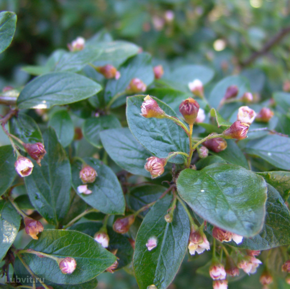 Кизильник блестящий (Cotoneaster Lucidus) купить с доставкой
