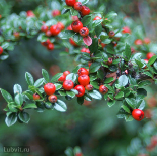 Кизильник блестящий (Cotoneaster Lucidus)