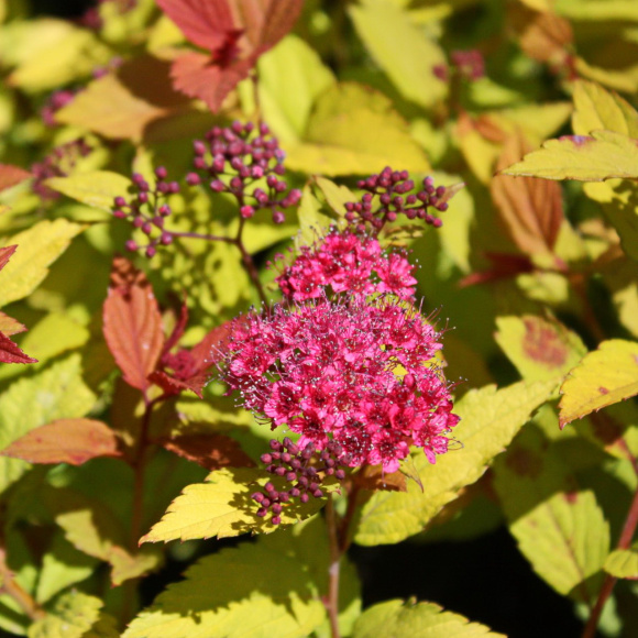 Спирея Мэджик Карпет (Magic Carpet) купить с доставкой