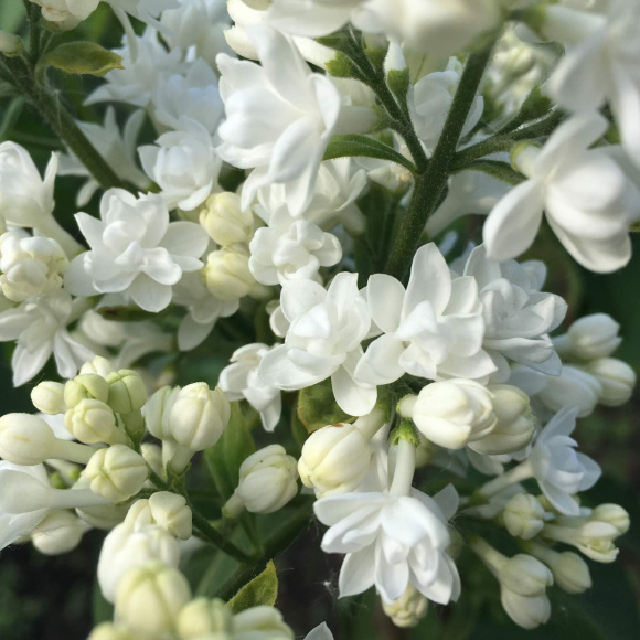 Сирень Моник Лемуан (Monique Lemoine) купить с доставкой