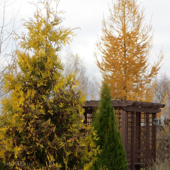 Туя Еллоу Риббон (Yellow Ribbon) купить с доставкой