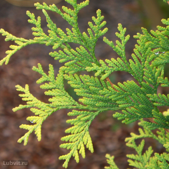 Туя Еллоу Риббон (Yellow Ribbon) купить с доставкой