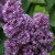 Сирень Павлинка купить с доставкой
