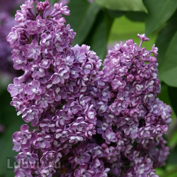 Сирень Павлинка купить с доставкой