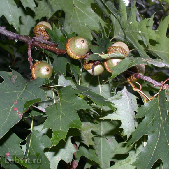 Дуб красный (Quercus rubra) купить с доставкой