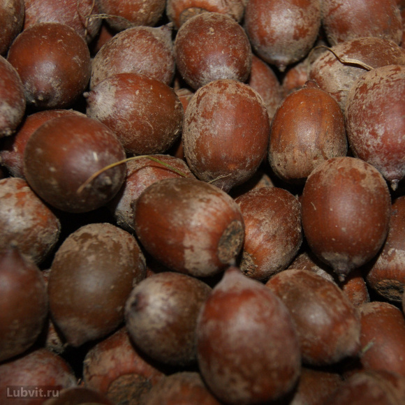 Дуб красный (Quercus rubra) купить с доставкой