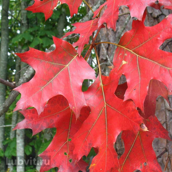 Дуб красный (Quercus rubra) купить с доставкой